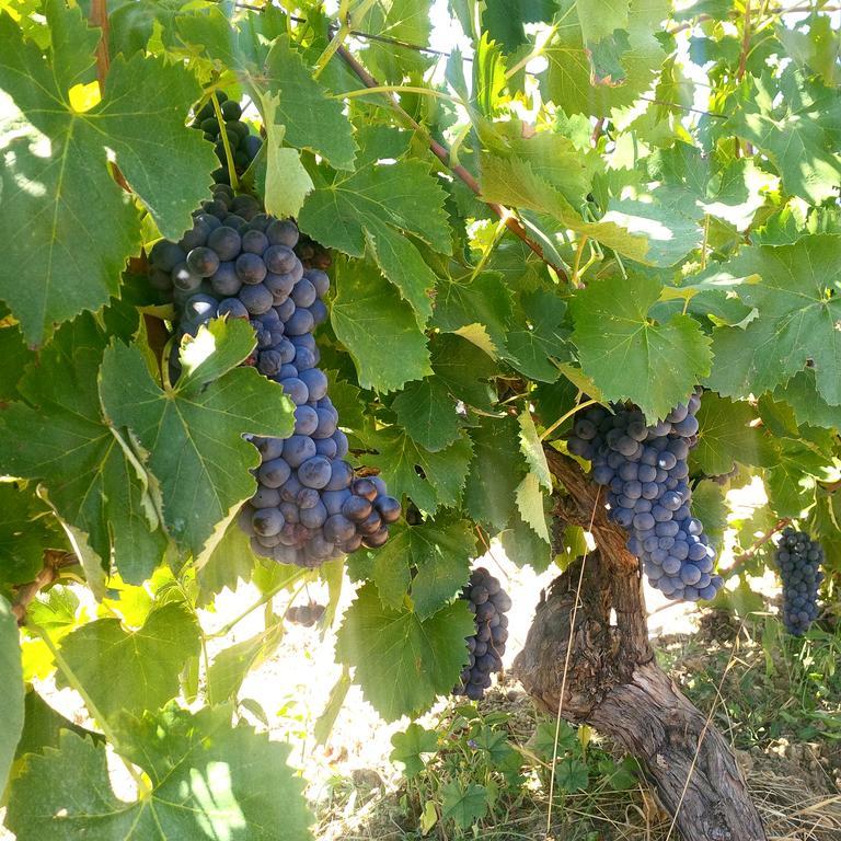 מונטיאנו Agriturismo San Giusto מראה חיצוני תמונה